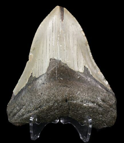 Bargain, Megalodon Tooth - North Carolina #52282